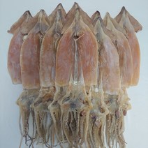 (울진오징어) 당일바리 마른오징어 10마리, 670g