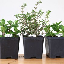 식용허브 화분 모아보기, 애플민트 화분