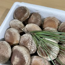 향담은송이버섯 1kg, 1개