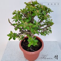 플라워석 2022년 봄 맞이 아기사과나무 50cm 인테리어 식물 집 꾸미기 반려 식물 다육이 예쁜식물
