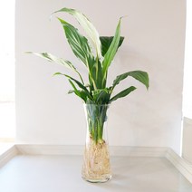 물에서 키우는 깔끔한 수경 재배 식물 + 유리 화병, 스파트필름