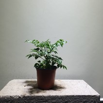 [공룡꽃식물원]해피트리 소품 공기정화식물