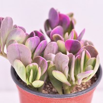 야곱세니금 다육이 핑크빛으로 물들어가는 다육1-30, 단품