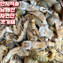 산지직송 남해안 자연산 활 쏙 갯가재 1kg 털치 딱새 들치, 1개