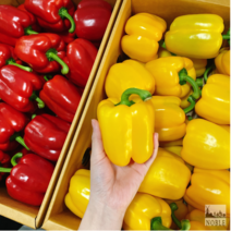 싱싱한 최상품 파프리카 빨강 노랑 혼합 1kg 3kg 5kg 빨간 노란 혼합 [노블프레쉬], 노랑 파프리카만 3kg, 1개