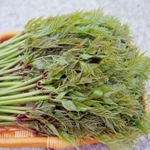 묘목/ 두릅-정강(민두릅)(여름두릅)삽목1년 포트/2주 B1012