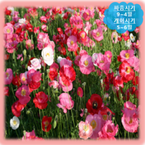 [나은식물원]82.잉글랜드(양귀비) 혼합 100립