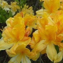 키움 조경수 묘목 황철쭉 5주묶음 (키40cm) (제스트)_741EA, 본상품선택