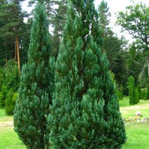 측백 컬럼나리스 조경수 6치 포트묘 관상수 은청색 나무, 1개