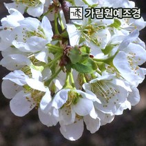 자두나무 가림원예조경, 흑자두(바이오체리) R5cm결실주, 1개