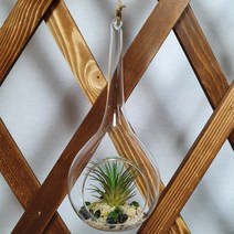 코돌이 감성 인테리어 조화 물방울 유리 행잉볼 다육이 시리즈 카페개업 집들이선물, 탈란드시아