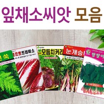 살아있는 씨앗 모음 채소씨앗 상추 쑥갓 궁채 유럽 치커리 루꼴라 치커리 청경채 시금치 파 양파 부추 도라지 곰취 더덕 곤드레 나물 내이 종자, D-베테랑시금치 x 1개, 1개