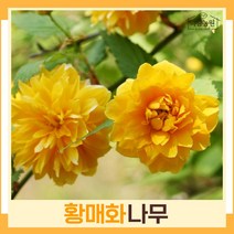 황매화나무 묘목 죽도화 키1m 5개