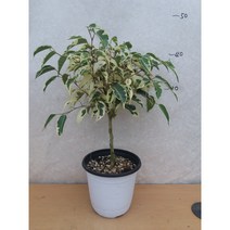 칼라벤자민/외목대/스트라이트벤자민, 1개