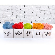 스마일컴퍼니 스칸디아모스 캘리그라피 화분세트 공기정화식물 선물 개업 집들이, 06_(가)_응원합니다 캘리모스 세트