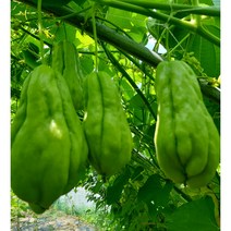 햇 차요테1kg 종자용 판매합니다
