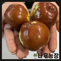 (나무농장) 대왕대추나무(다왕자오) 접목1년 묘목 ( 2주묶음 )