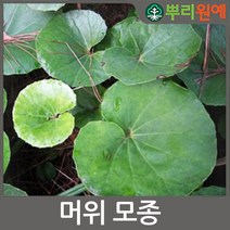 뿌리원예 머위 종근 5개 모종