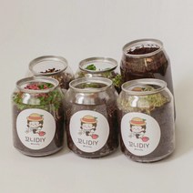 강낭콩 새싹채소 키우기 키트 치커리싹 브로콜리싹 배추싹 씨앗 심기, 봉선화