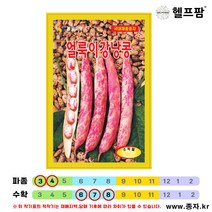 헬프팜 얼룩이강낭콩 600g 콩 종자 씨앗 동원농산종묘