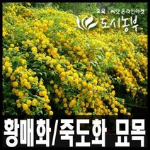 황매화 1m 도시농부