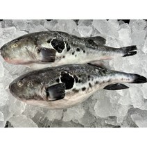 복어 생물복어 참복 손질복어 1kg 복어지리 복탕 생복어, 반건조참복 1kg (4-6마리)