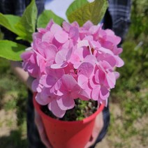 틔움해찬농원 정원수 가드닝 유럽 원예수국 나무 묘목 엔들레스 썸머 오리지널 20cm 포트, 엔들레스 썸머 오리지널/향수국 랜덤 15cm, 1개