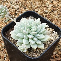 [다육식물]리틀장미금