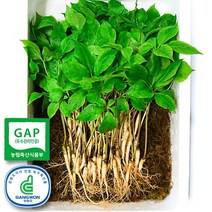 오투365 산소수인삼 흙냄새없는 새싹인삼 수경재배 당일수확, 1박스, 소(20cm) 100뿌리