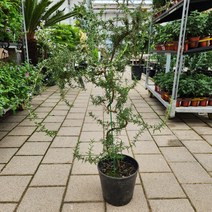 S라인이예쁜 클리핑 로즈마리 중대 꽃비관엽, 1개