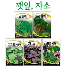 주주씨앗 깻잎 자소 씨앗 잎들깨 만추잎들깨 깻잎씨앗 쌈채소 씨들깨 모듬쌈채 쌈채소씨앗, 4. 자소 2g