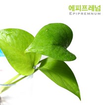 헬로아쿠아 모음)초보수초 200종모음전 쉬운수초 어항장식 열대어 어항꾸미기 수족관꾸미기, 105번) 스킨답서스 2뿌리