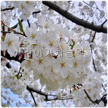 같이가치농원 산벚나무(1년생특묘)