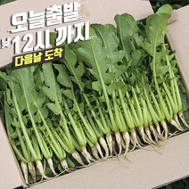 포천 싱싱 어린 열무 얼갈이 채소한의 식탁, 어린열무4kg, 1개