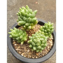 [별이네 다육] 다육식물 롱기마마군생 (묵둥이)