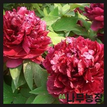 (나무농장) 개량꽃목단 백원홍화 5 ~ 6지