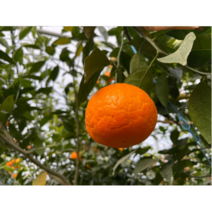 설국향 제주수라향 신품종 초고당도귤 아스미 3kg 5kg 10kg, 3kg(10~15과)