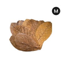 신바람 탄토라 알몬드 잎 M 10장 13~18CM
