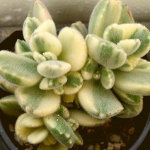 웅동자금 예쁜다육 랜덤발송 0202-30, 본상품선택