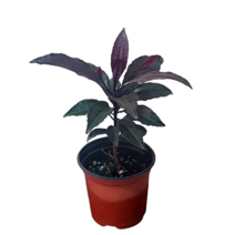 홍공작(소품) 만냥금 공기정화식물 반려식물 칼라만냥금 무늬만냥금 06