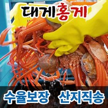 대게 홍게 박달대게 연지홍게 울진 후포리 영덕대게 박달홍게 산지직송 수율보장, 5마리, 1. 일품대게 생물, 중사이즈