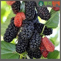 슈퍼오디뽕나무 묘목 2년생 2그루