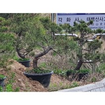 금강소나무 정원수, 1개