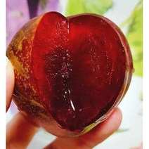 묘목 자두 왕피자두 접목1년 특묘/2주 R0214