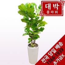 대박플라워 떡갈고무나무 개업화분 집들이 인테리어 공기정화식물 관엽식물 꽃배달