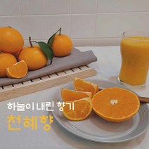 제주 산지직송 제철 고당도 천혜향 선물용 3kg 5kg, 보자기포장, 중과3kg(12-18과)