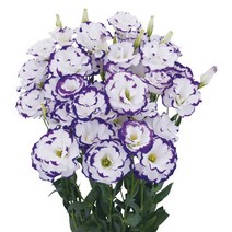 [씨앗]리시안서스(꽃도라지)-블루피코티 20립