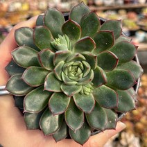 소담 다육식물 용인수다육 국민다육이