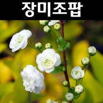장미조팝 개화주 키80~100cm(분) 1개/나무 묘목/조경/관상수