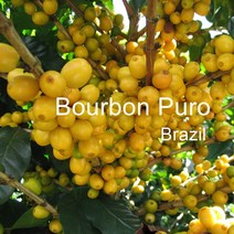 [위트러스트] 브라질 부루봉 푸루 200g Brazil Bourbon Puro/ 스페셜티 커피 원두, 에스프레소